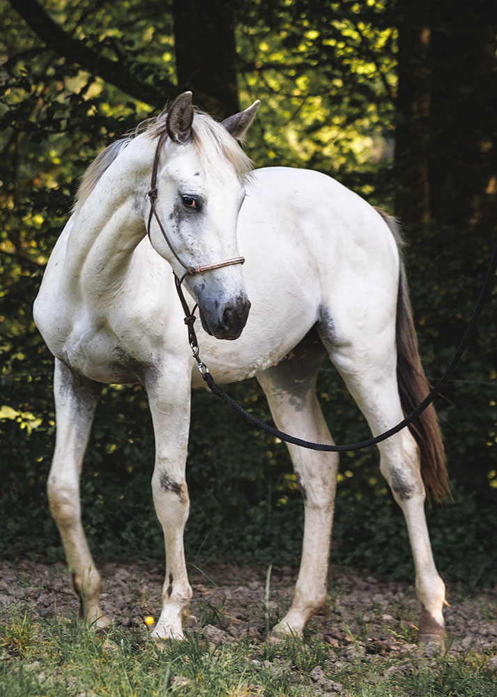 Fohlen RS RockyDocky