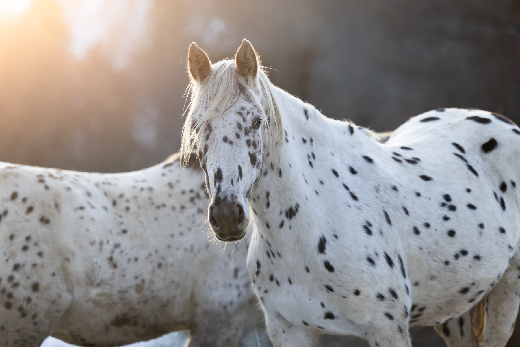 Zuchtstute RS Amazing Miss Kiruna