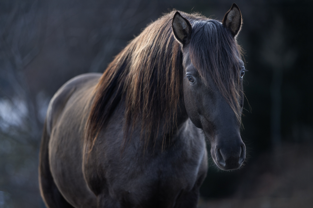 Zuchthengst GK Great Nifty Cielo