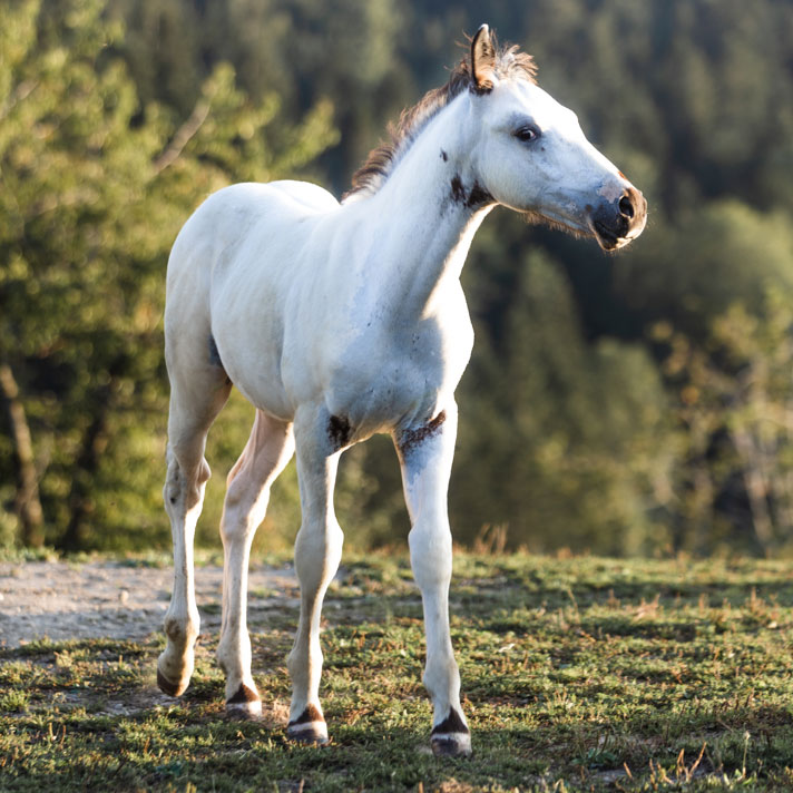 Fohlen RS Whitebear Django