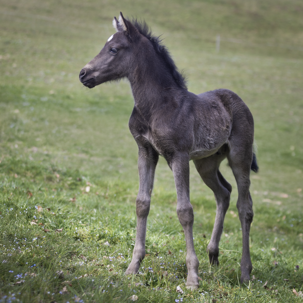 Fohlen 2026